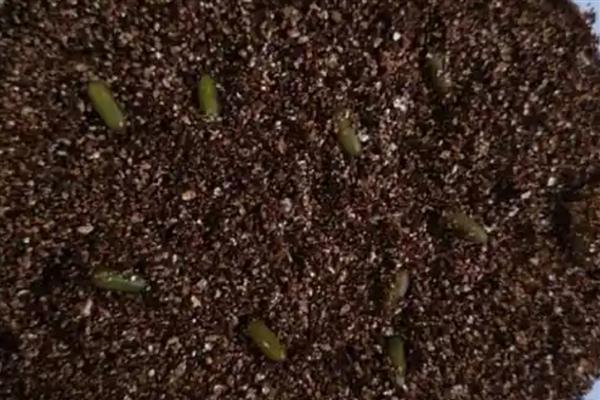 蝈蝈卵几天可以孵化出小蝈蝈，要根据气温决定