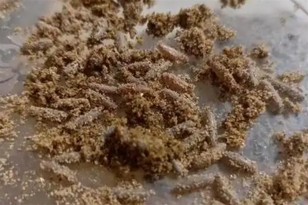 蝈蝈卵几天可以孵化出小蝈蝈，要根据气温决定