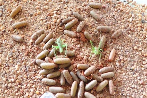 蝈蝈卵几天可以孵化出小蝈蝈，要根据气温决定