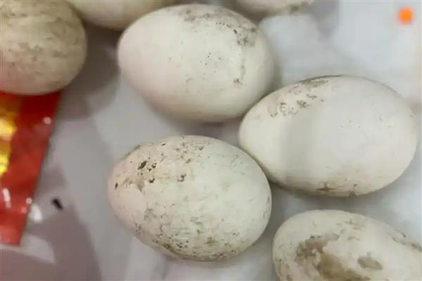 鹅蛋孵化所需时间,经过31天左右才能孵出小鹅