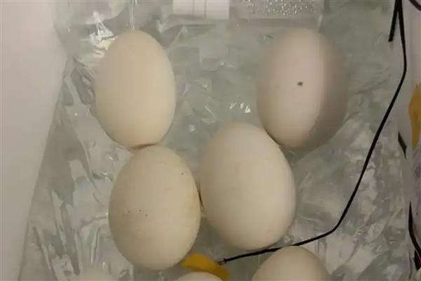 鹅蛋孵化所需时间,经过31天左右才能孵出小鹅