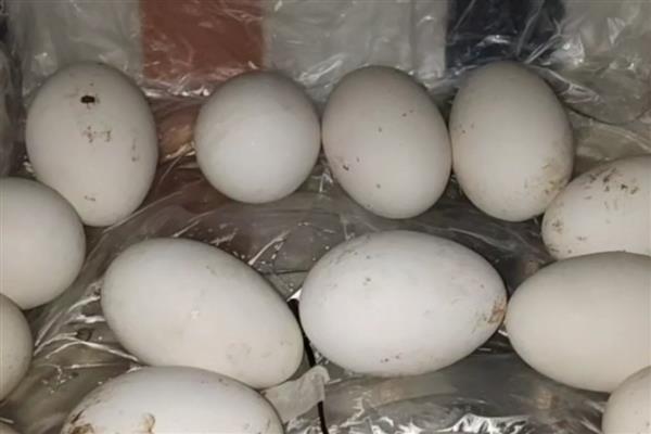 鹅蛋孵化所需时间,经过31天左右才能孵出小鹅