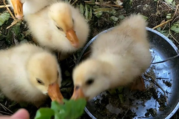 怎么饲养刚买回来的小鹅，根据出生天数控制室温