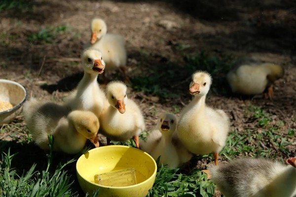 怎么饲养刚买回来的小鹅，根据出生天数控制室温