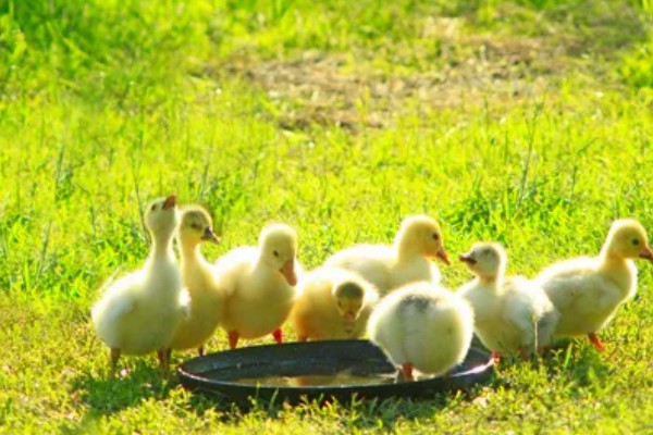 怎么饲养刚买回来的小鹅，根据出生天数控制室温