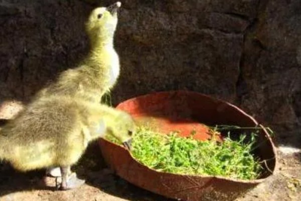 怎么饲养刚买回来的小鹅，根据出生天数控制室温