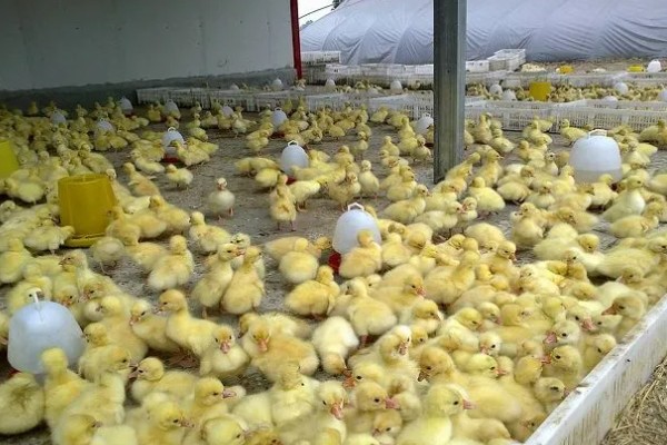 怎么饲养刚买回来的小鹅，根据出生天数控制室温