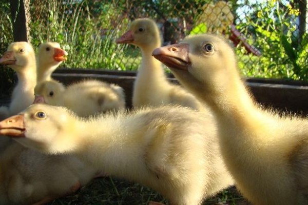 怎么饲养刚买回来的小鹅，根据出生天数控制室温