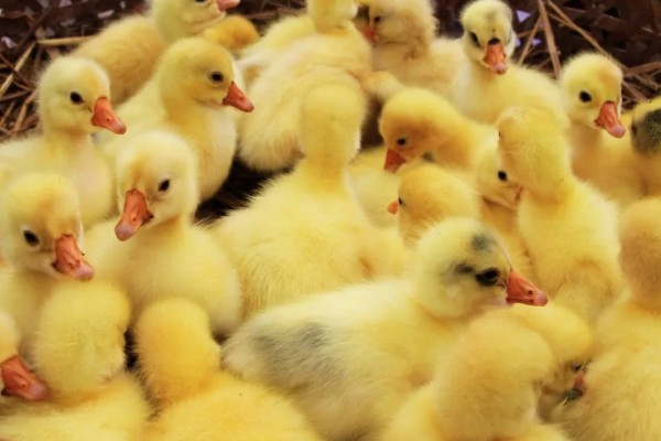 怎么饲养刚买回来的小鹅，根据出生天数控制室温