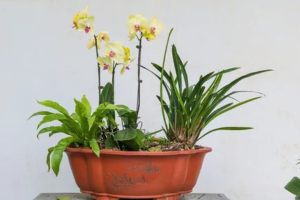 兰花如何种植，生长期每隔1个月追肥一次