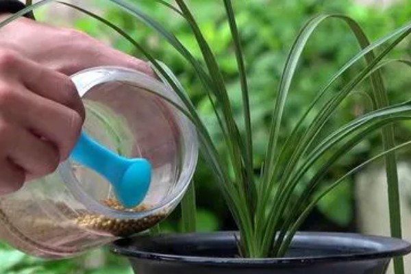 兰花如何种植，生长期每隔1个月追肥一次