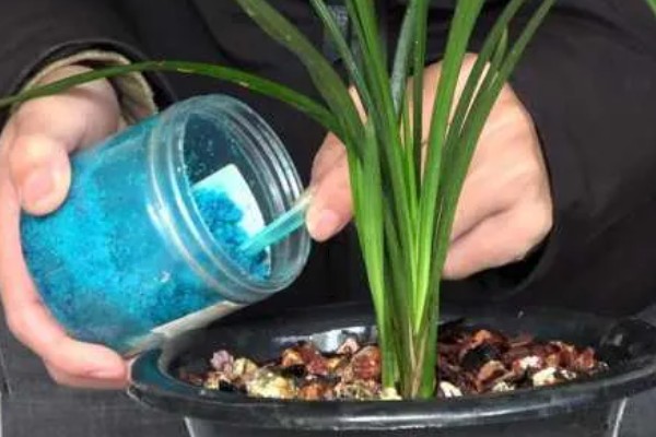 兰花如何种植，生长期每隔1个月追肥一次