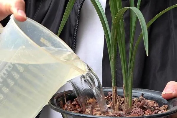 兰花如何种植，生长期每隔1个月追肥一次
