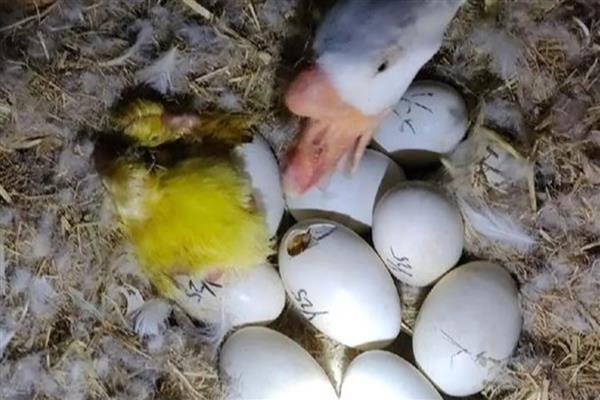 鹅蛋孵化所需时间,经过31天左右才能孵出小鹅