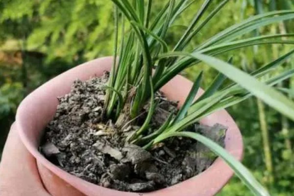 兰花如何种植，生长期每隔1个月追肥一次