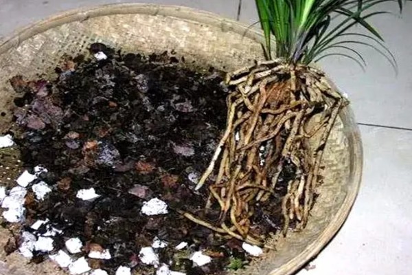 兰花如何种植，生长期每隔1个月追肥一次