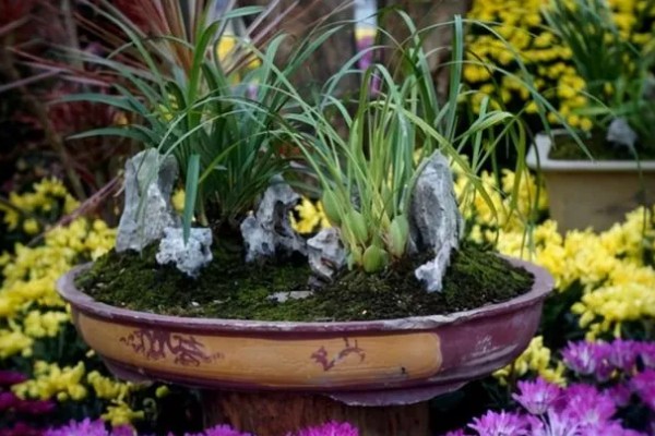 兰花如何种植，生长期每隔1个月追肥一次