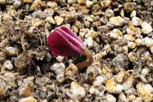 紫叶酢浆草怎么养殖,平时把温度保持在16-22℃