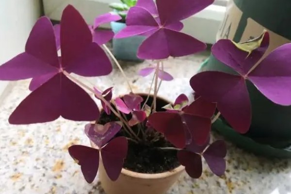 紫叶酢浆草怎么养殖,平时把温度保持在16-22℃