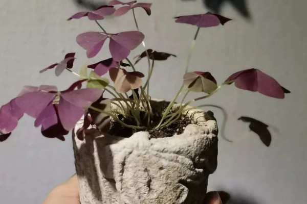 紫叶酢浆草怎么养殖,平时把温度保持在16-22℃