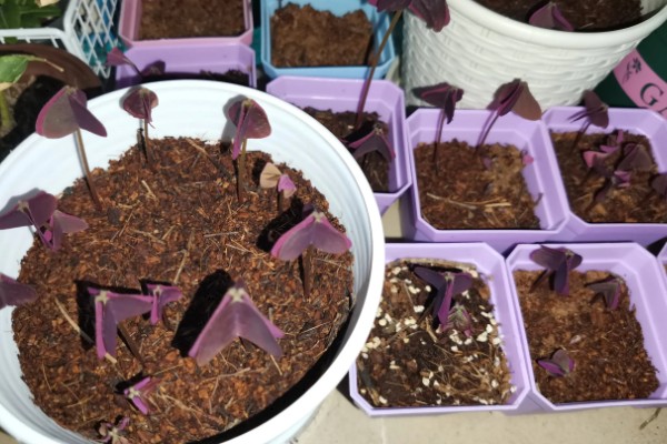 紫叶酢浆草怎么养殖,平时把温度保持在16-22℃