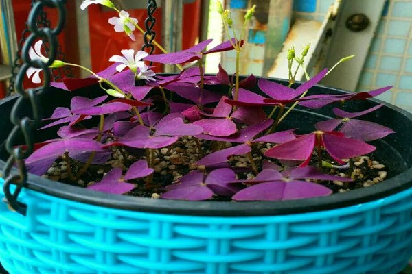 紫叶酢浆草怎么养殖,平时把温度保持在16-22℃