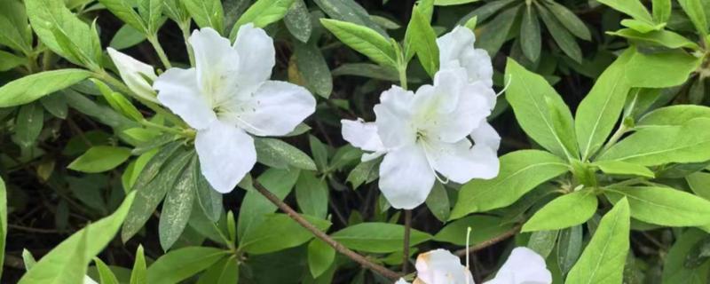 白杜鹃花的寓意，寓意清新脱俗、纯洁爱情等