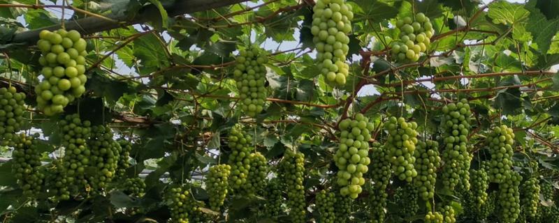 葡萄树为什么不长，可能是施肥不当、浇水不足等原因引起