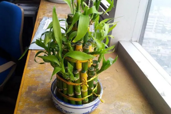 富贵竹适合放家里哪个位置，推荐茶几、餐桌等地方