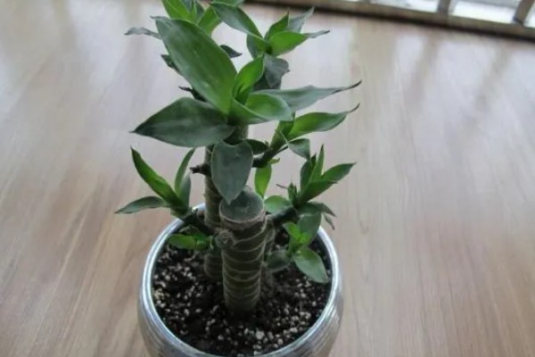 富贵竹适合放家里哪个位置，推荐茶几、餐桌等地方