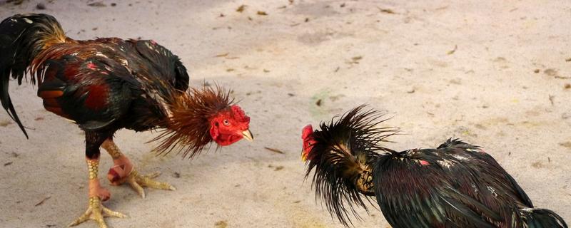 斗鸡与土鸡的区别，其外形和性情均不同