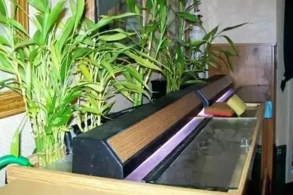 富贵竹适合放家里哪个位置，推荐茶几、餐桌等地方