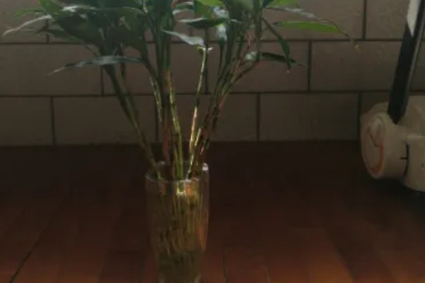 富贵竹适合放家里哪个位置，推荐茶几、餐桌等地方