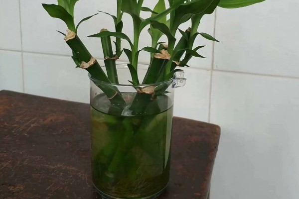 富贵竹适合放家里哪个位置，推荐茶几、餐桌等地方