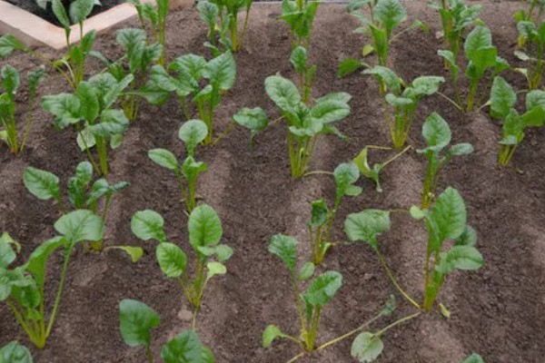 萝卜苗能不能移栽，移栽后至少遮阳2-3天