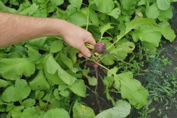 萝卜苗能不能移栽，移栽后至少遮阳2-3天