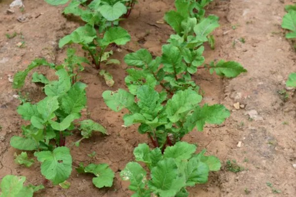 萝卜苗能不能移栽，移栽后至少遮阳2-3天