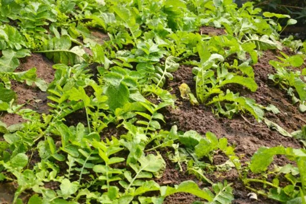 萝卜苗能不能移栽，移栽后至少遮阳2-3天