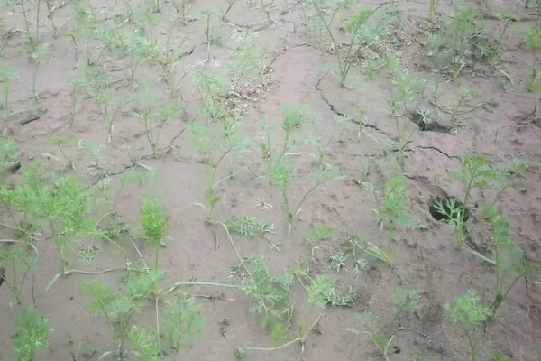 萝卜苗能不能移栽，移栽后至少遮阳2-3天