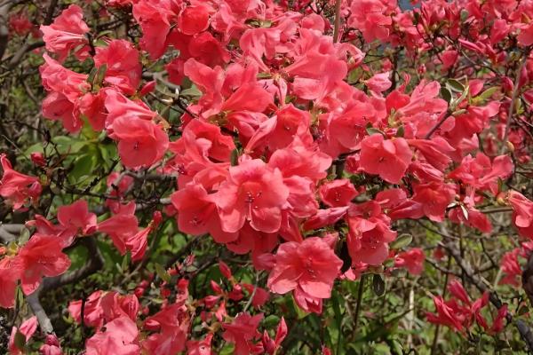 杜鹃花的颜色，分为粉红、紫色、深红色等类型