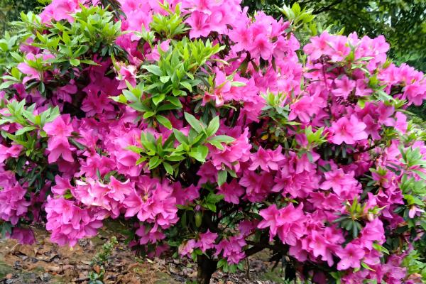 杜鹃花的颜色，分为粉红、紫色、深红色等类型