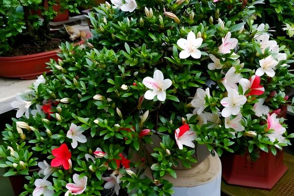 杜鹃花的颜色，分为粉红、紫色、深红色等类型