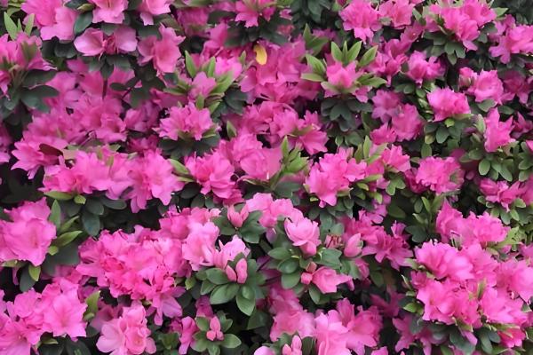 杜鹃花的颜色，分为粉红、紫色、深红色等类型