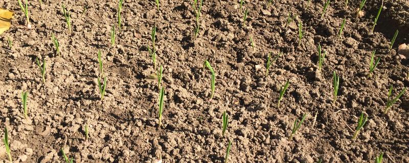 夏季种植大蒜如何催芽，先用温水浸泡1小时左右