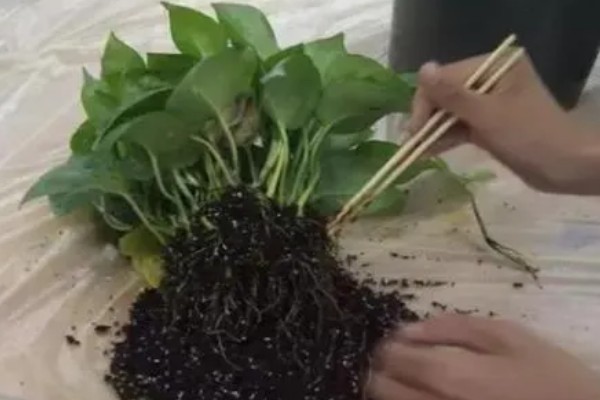 让绿萝更旺盛的方法,每天提供4小时以上的光照