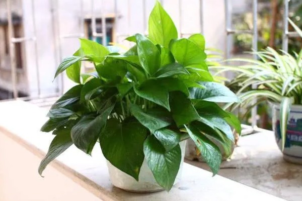 让绿萝更旺盛的方法,每天提供4小时以上的光照