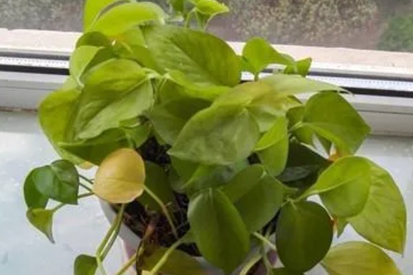 让绿萝更旺盛的方法,每天提供4小时以上的光照