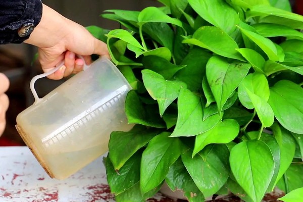 让绿萝更旺盛的方法,每天提供4小时以上的光照