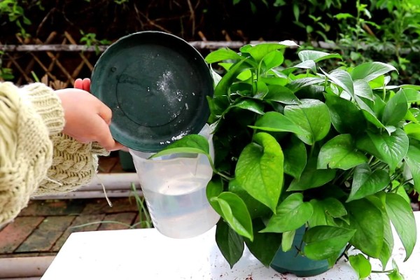 让绿萝更旺盛的方法,每天提供4小时以上的光照