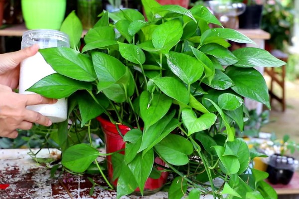 让绿萝更旺盛的方法,每天提供4小时以上的光照